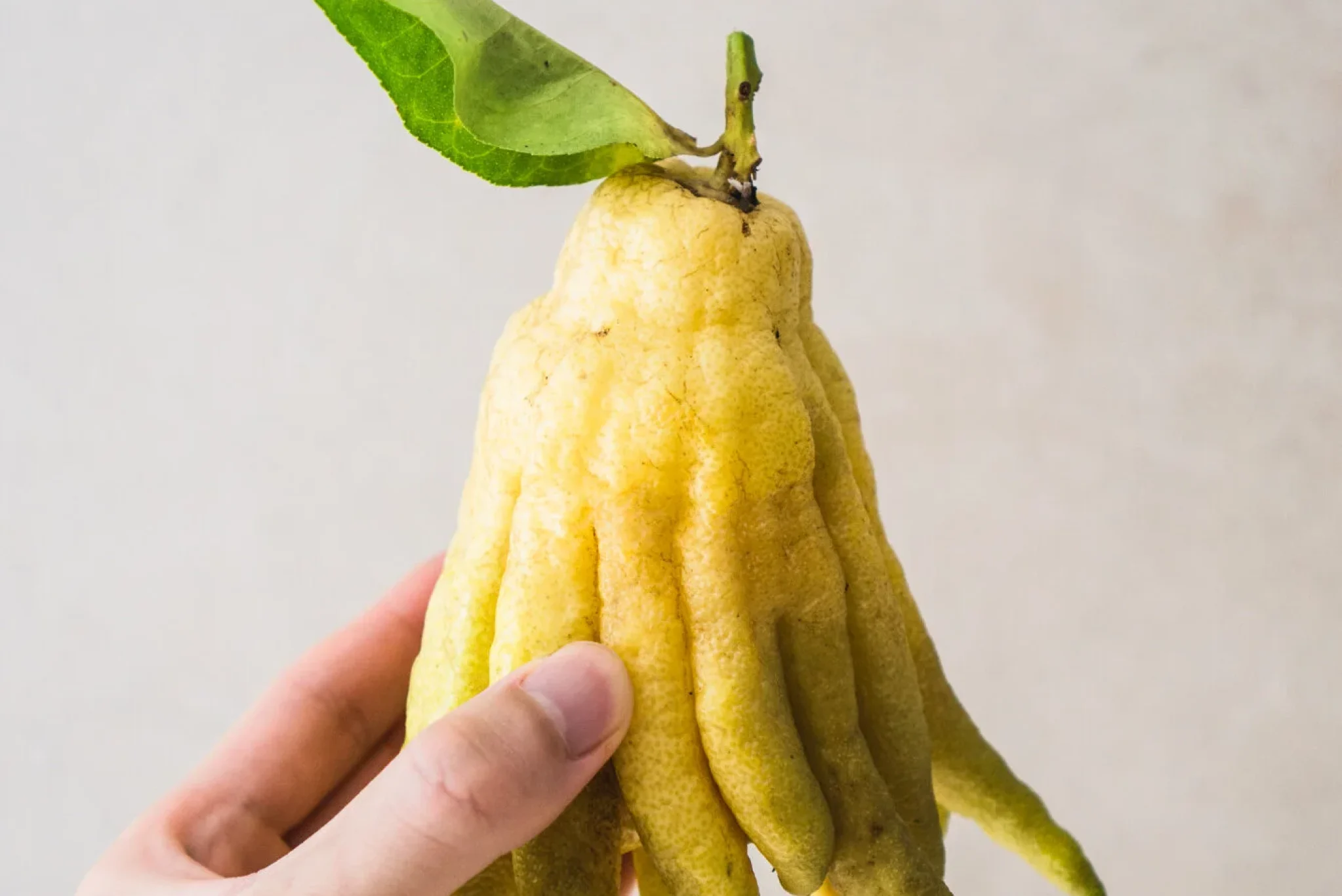 Buddha's Hand Candy-1