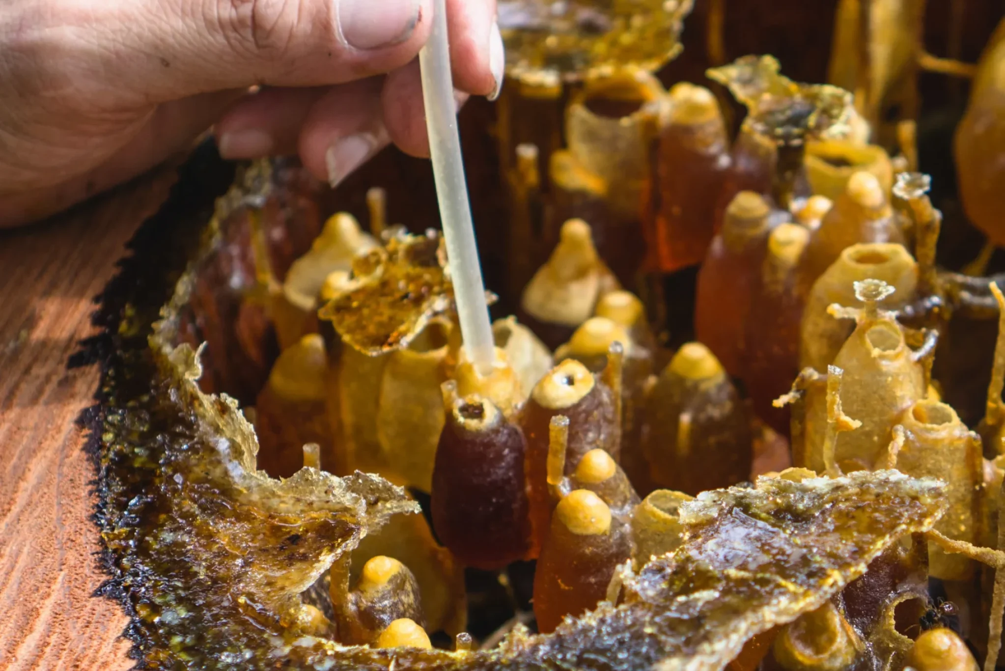 Garlic-Fermented Kelulut Honey-2
