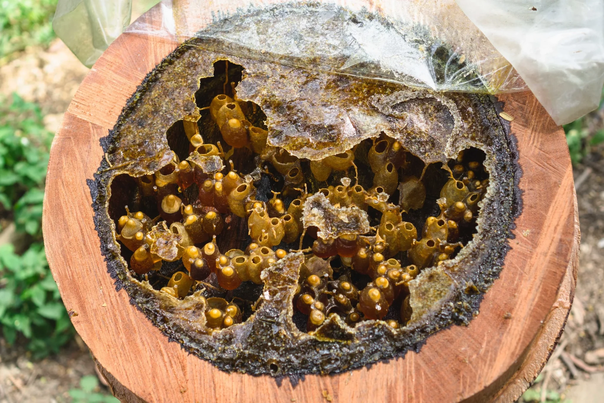 Garlic-Fermented Kelulut Honey-3