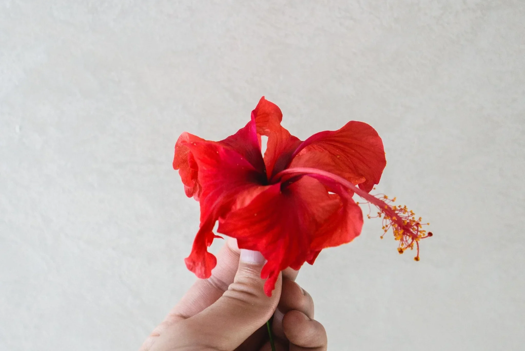 Hibiscus and Rambutan Sorbet-2